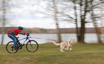 Байк-джоринг - тренировки, развлечение и спорт для владельцев собак. Новый тренд фитнес-индустрии, сочетающий активность и дрессировку
