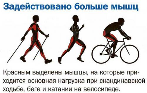 Какие мышцы тренирует велосипед? Узнайте, какой пресс, ноги и спина качаются во время езды на велосипеде